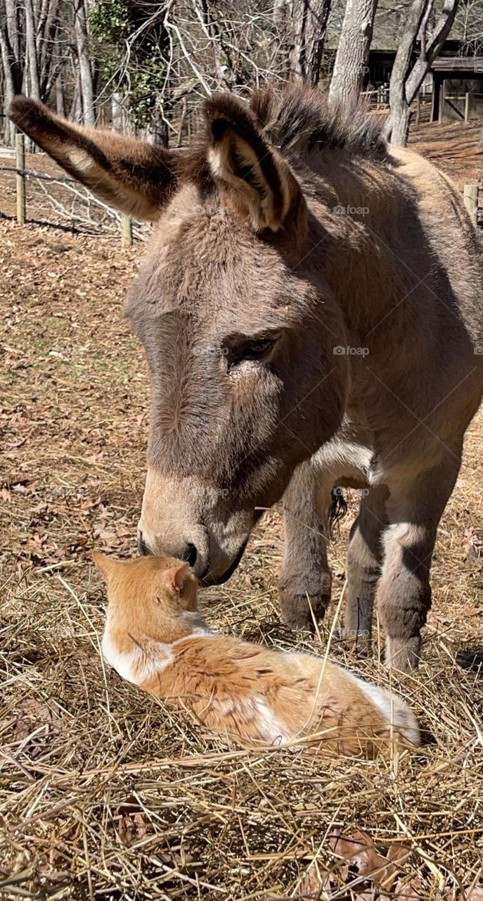 My sweet Pedro, loving on the barn kitty 