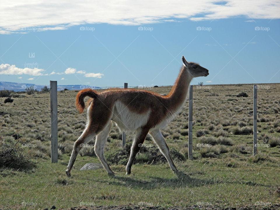 GUANACO Y ESTEPA /\ /\ Leonardo Kubrick