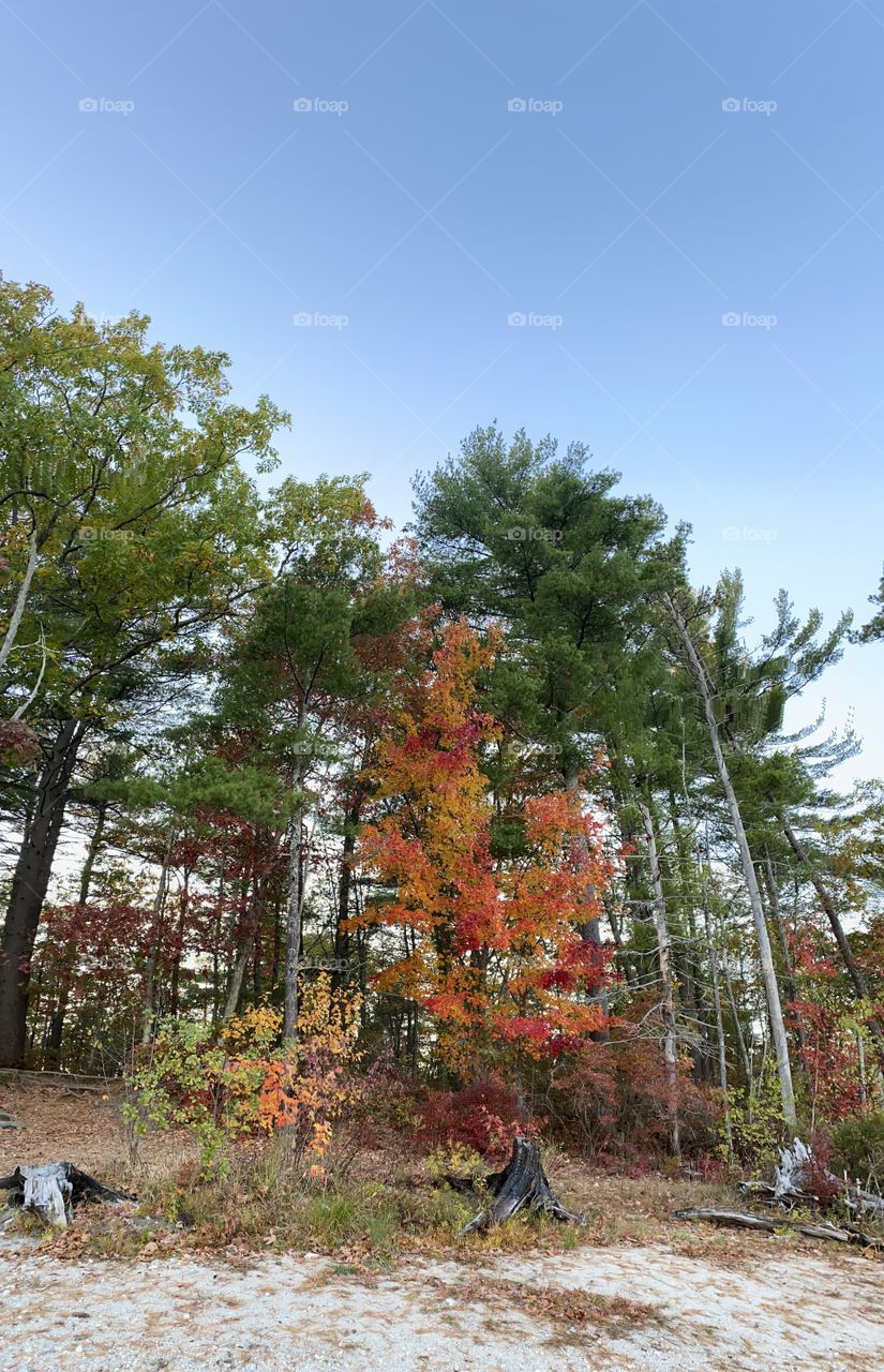 New Hampshire foliage 
