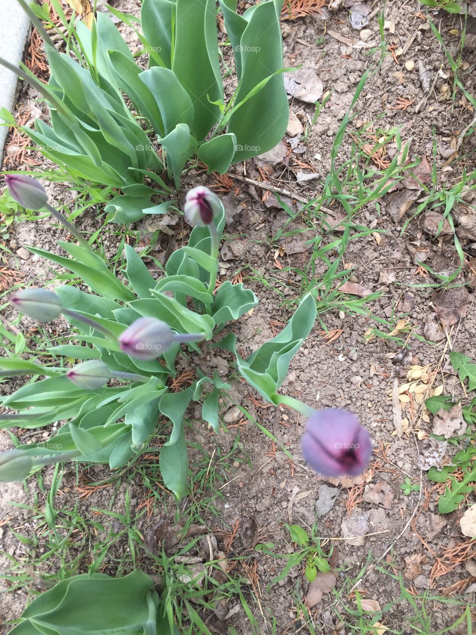 Blooming Purple Tulips in my Garden