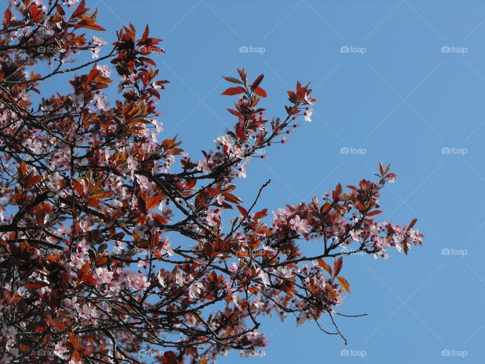 Pink spring blossom against blue sky