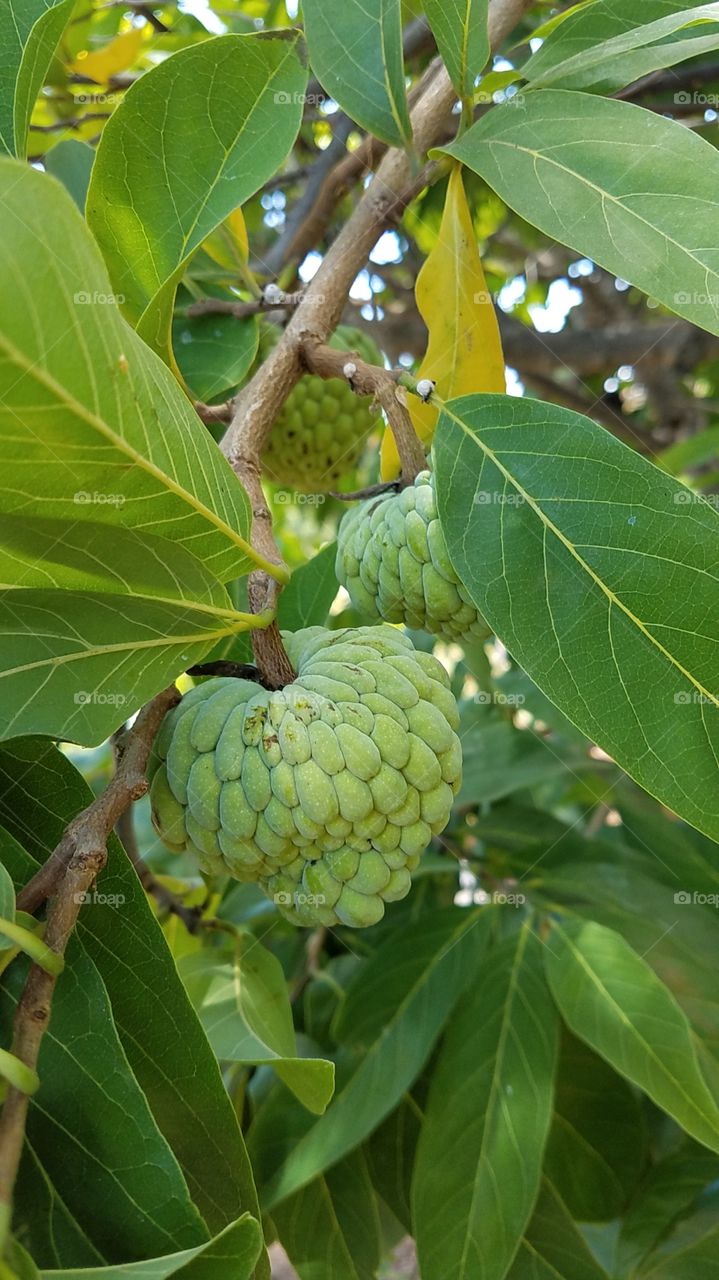 fruit tree