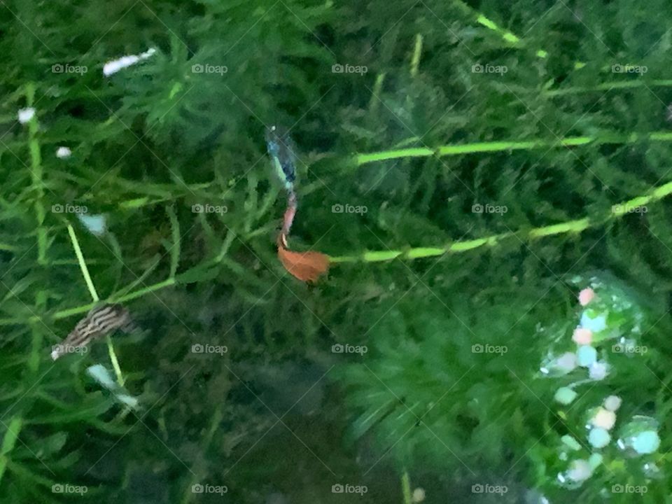 Bright color in fish tank, Countryside 