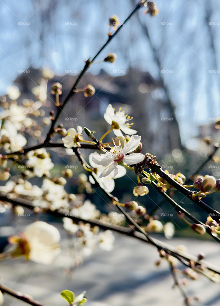 Spring’s gentle awakening 🌸