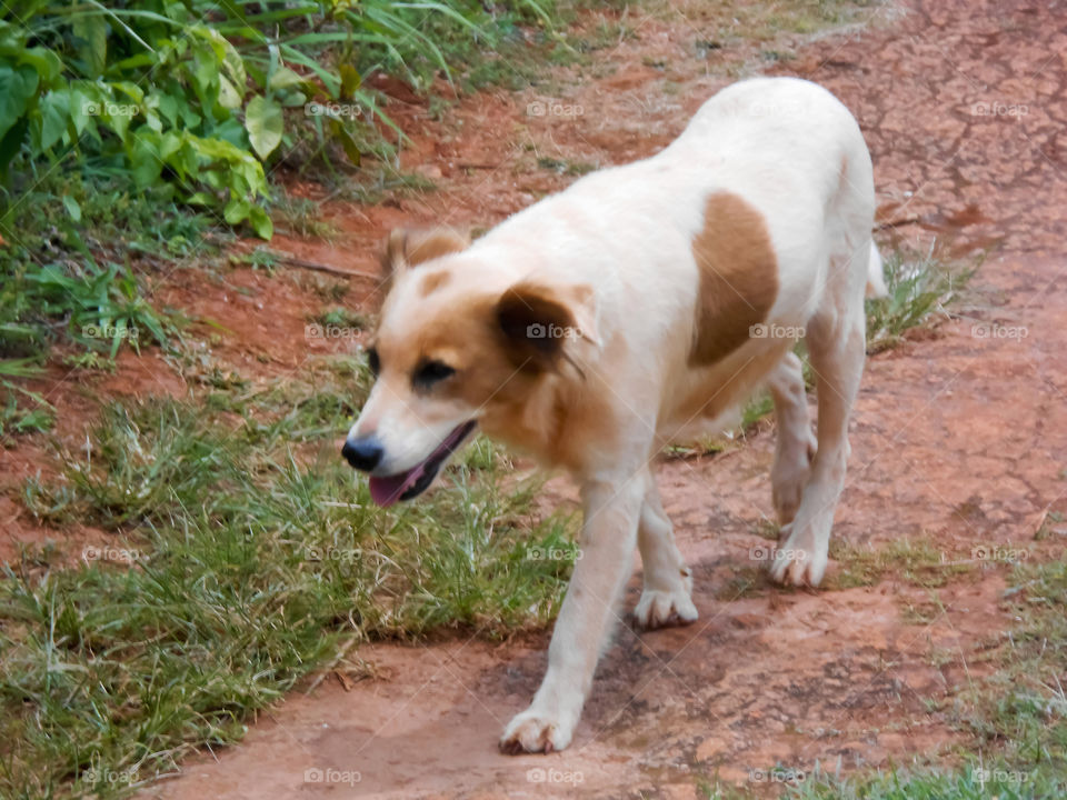 Spotted Dog Walking Along Path