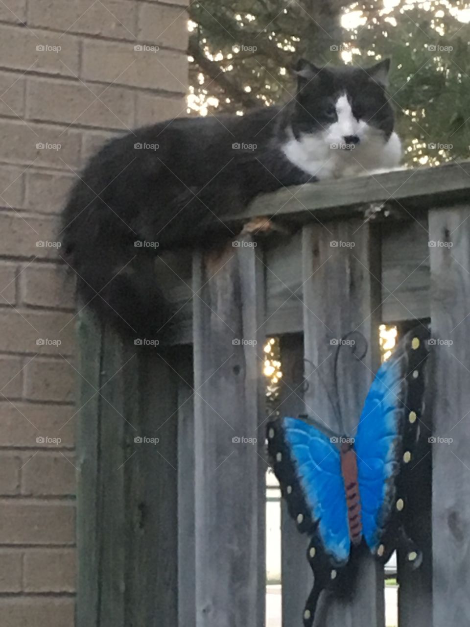 Unique tuxedo smokey cat on a grey fence relaxing in the sun shine near butterfly contrasting neutrals to butterfly.