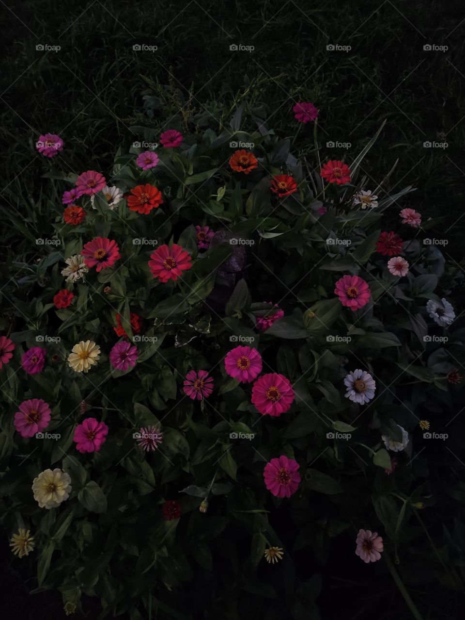 flores del campo de mi mami