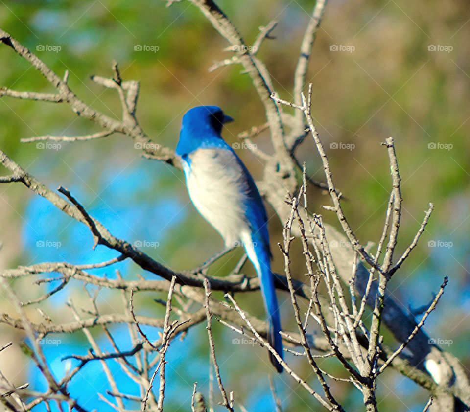 Scrub Jay