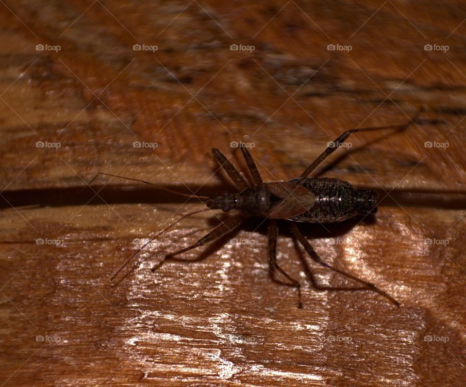 A tree damsel Bug(himacerus apterus) an insect which feeds on aphids,very beneficial for the enviroment.