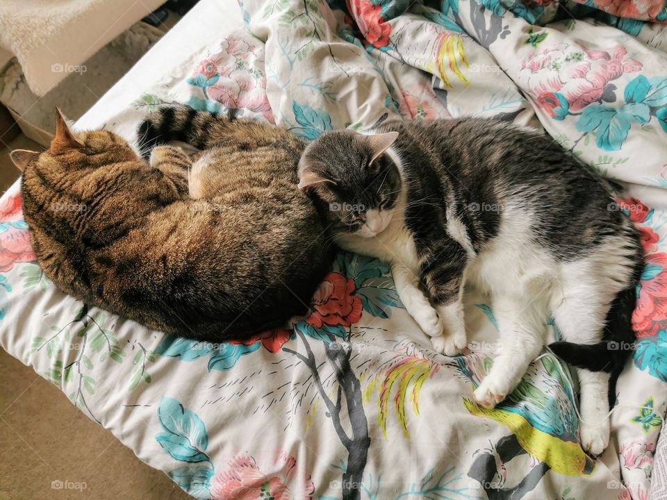 Everybody needs a sister for a pillow