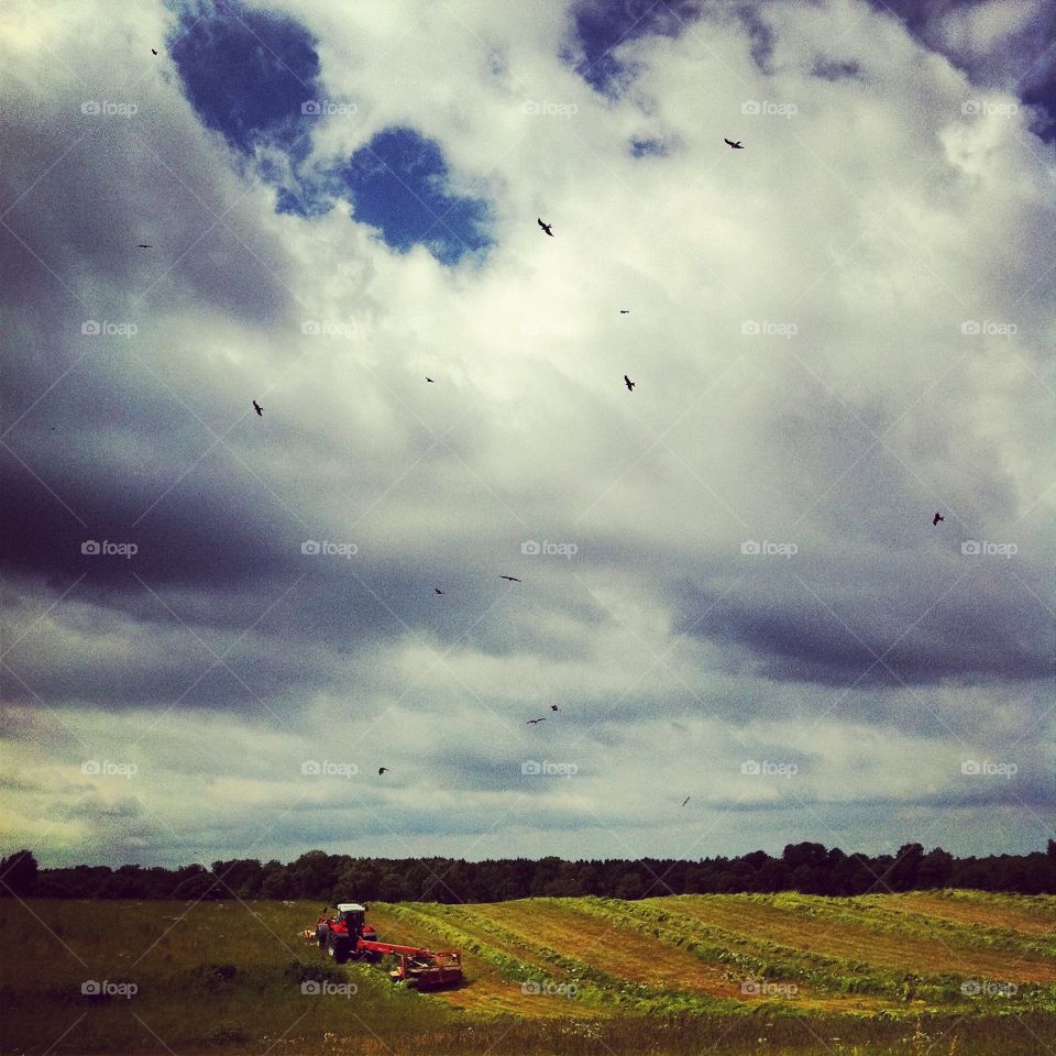 Harvest in Skåne, birds of prey in the sky