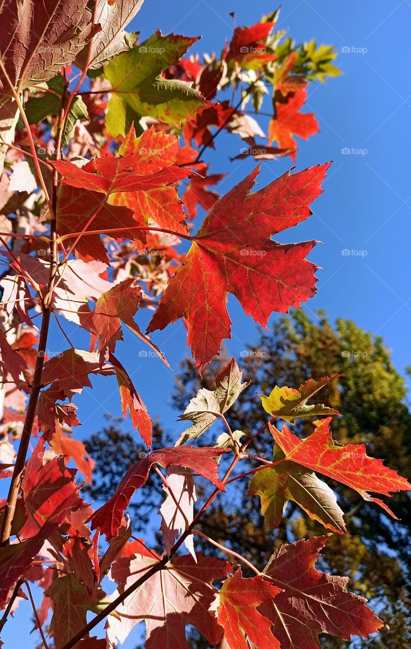 Fall Wins! (Bonus Exclusive Mission)