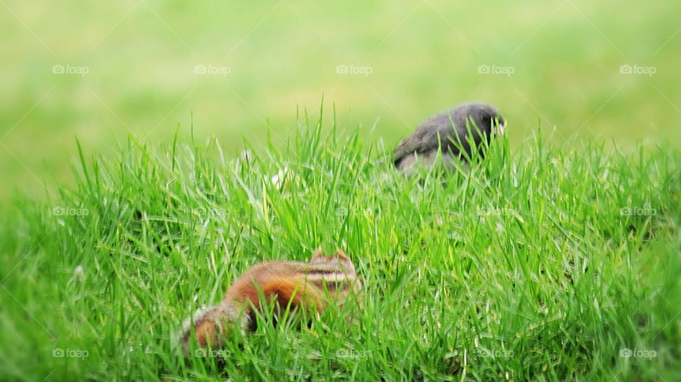 Chipmunk sneak attack