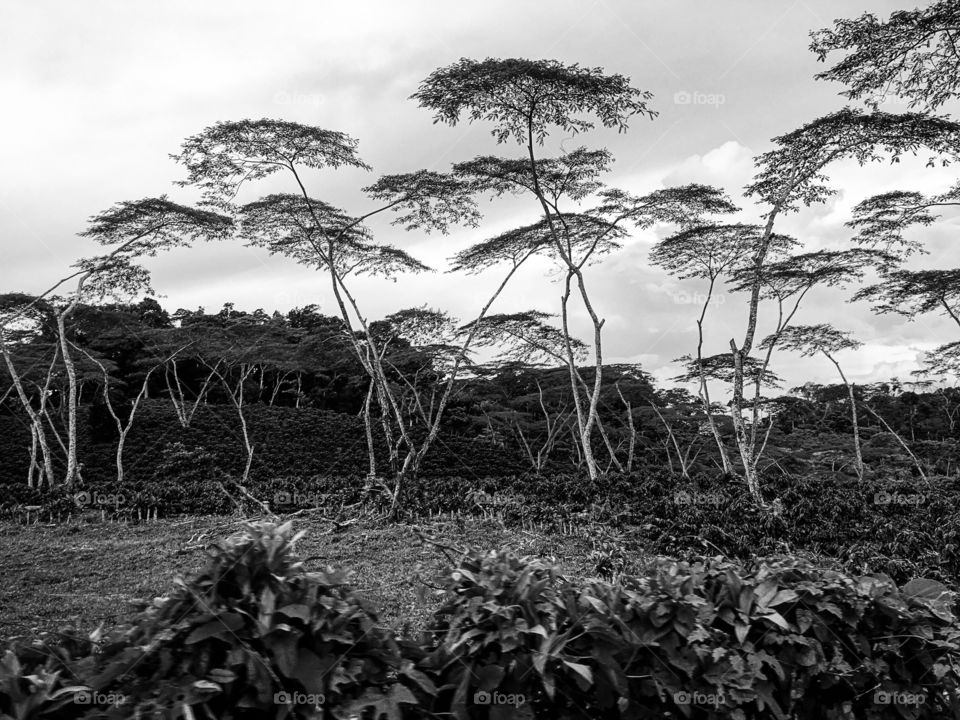 Cloud trees in black and white