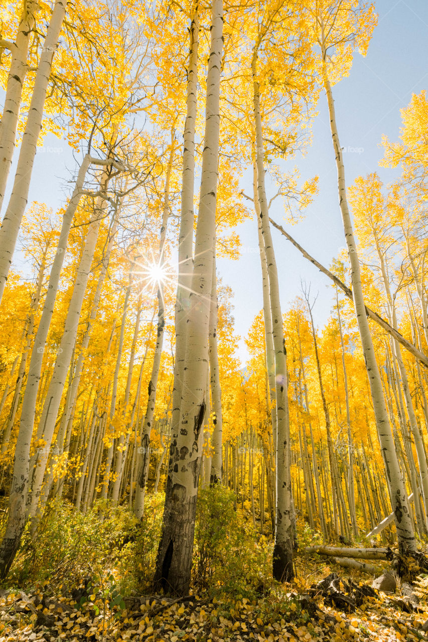 Aspen trees in fall 