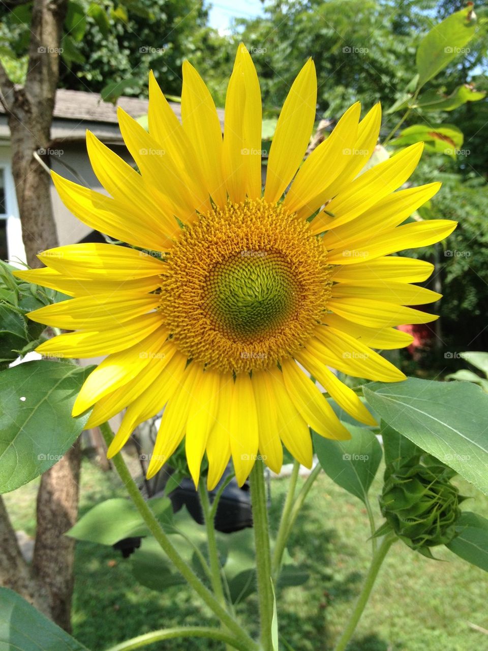 Bird Seed Volunteer . One and only sunflower sprouted.  A hearty plant that required no help from human cultivation.