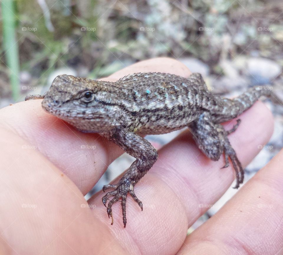 baby lizard in my hand