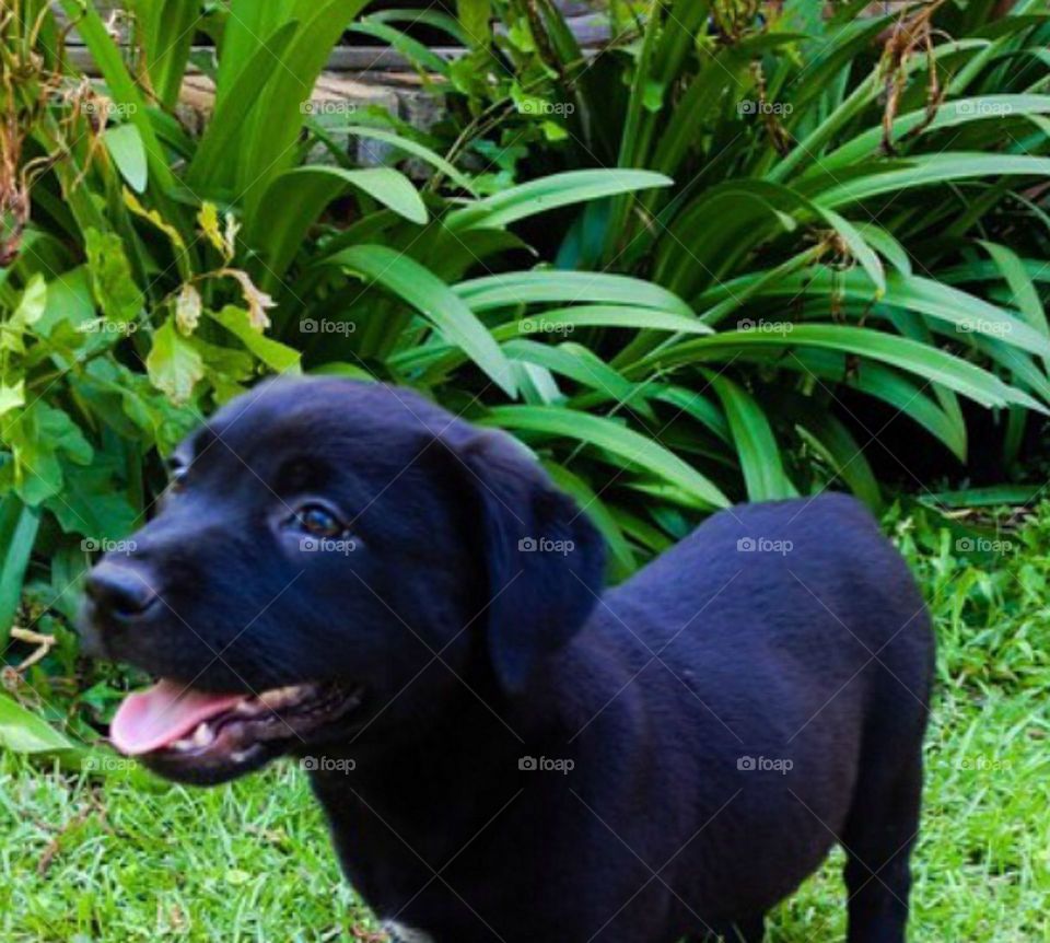 Black Labrador retriever 