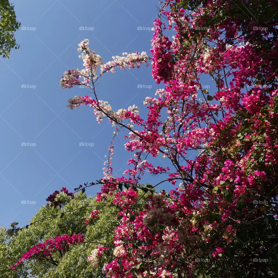 Spring