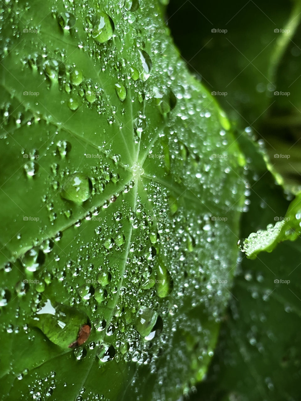 Water drops droplets water drops leaf green dew dewy raindrop dewdrop condensation tear shaped drop of water close up micro phone photo photography amateur plant Mother Nature wetness dampness morning dew rain moisture rainfall precipitation contrast