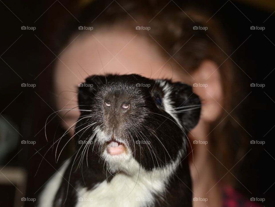 funny guinea pig pet portrait and girl