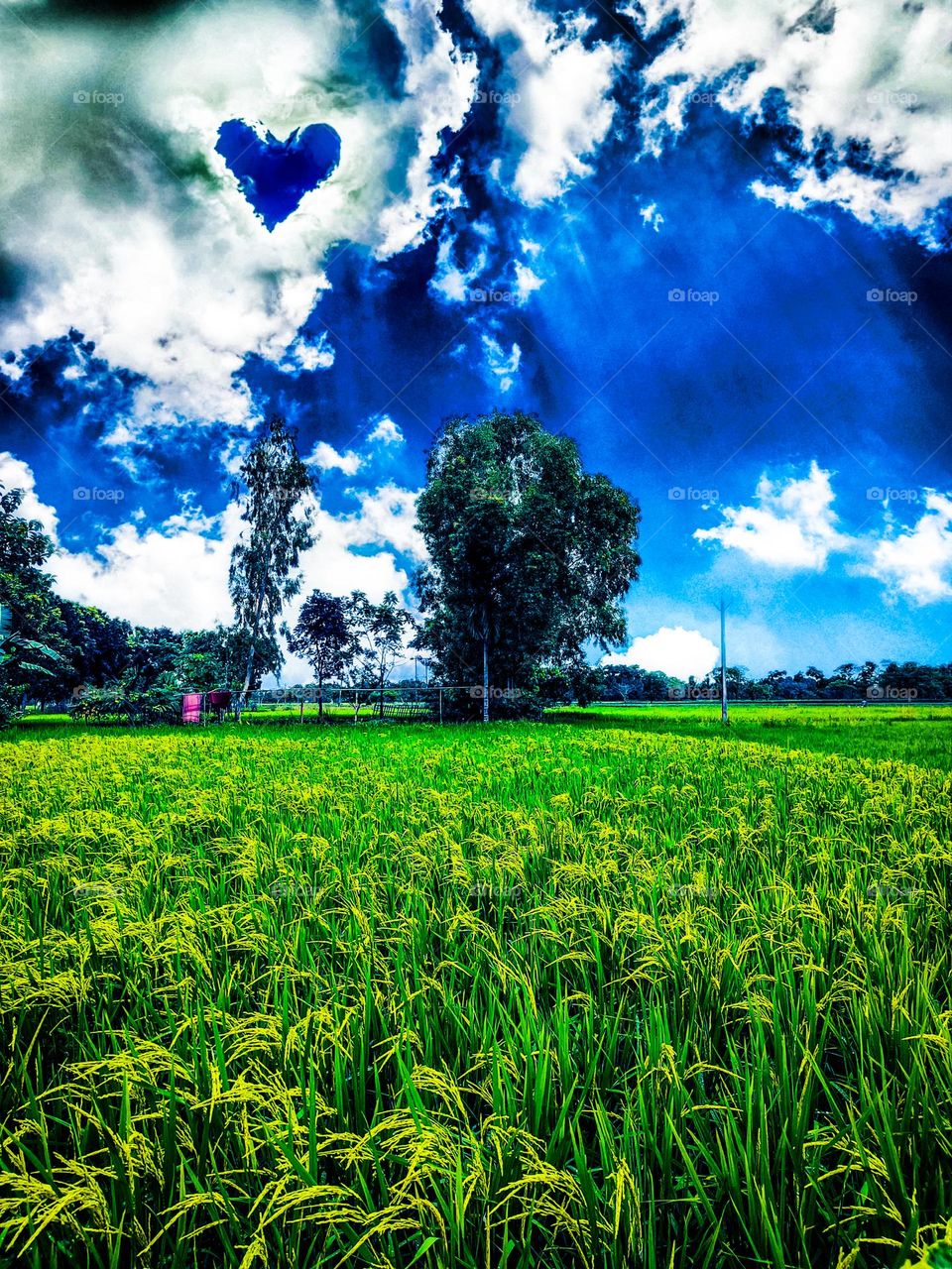 This photo is of our village. I took this photo with mobile. In this photo, rice fields are seen below and beautiful clouds are seen above. In a word, the natural scenery is very beautiful.