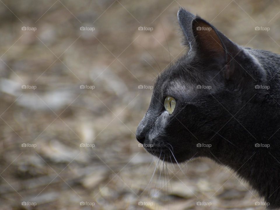profile portrait of the cat