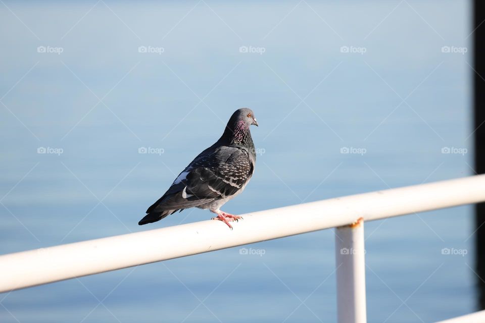 Pigeon perched on a fence 