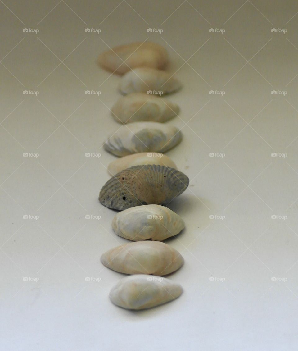 Arrangement of seashells on white background