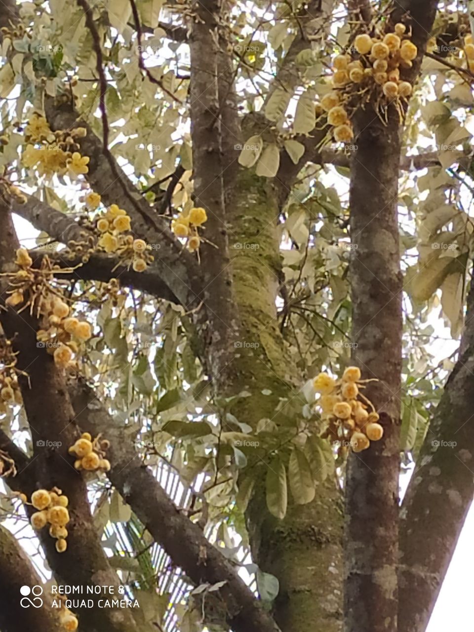 Duriyan tree & flowers
