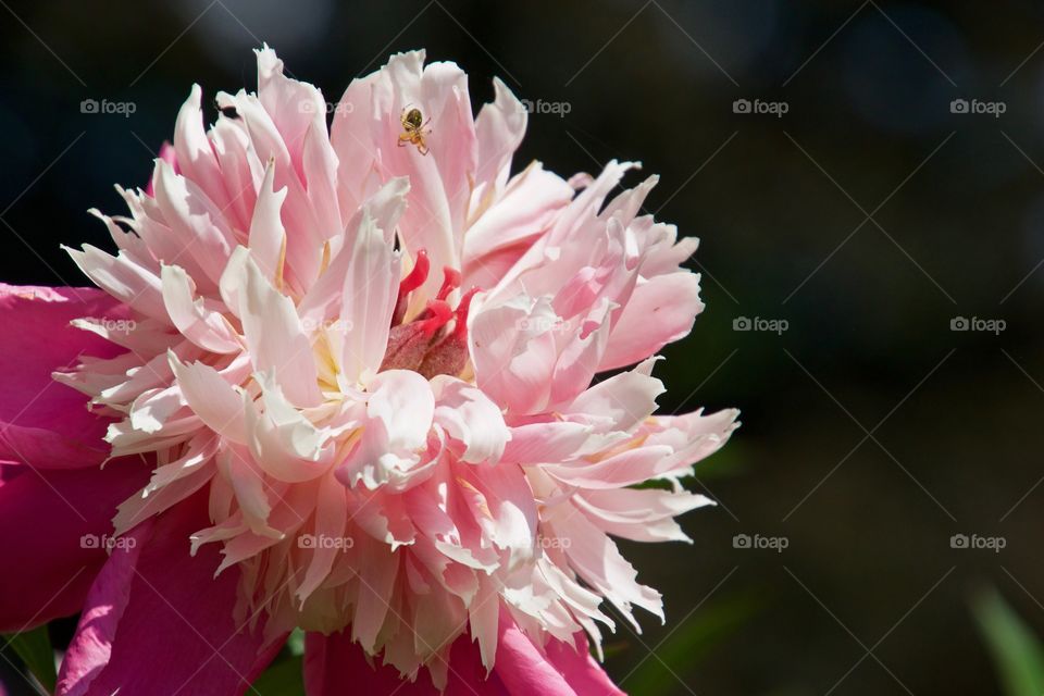 Sunbathing on the Peonies