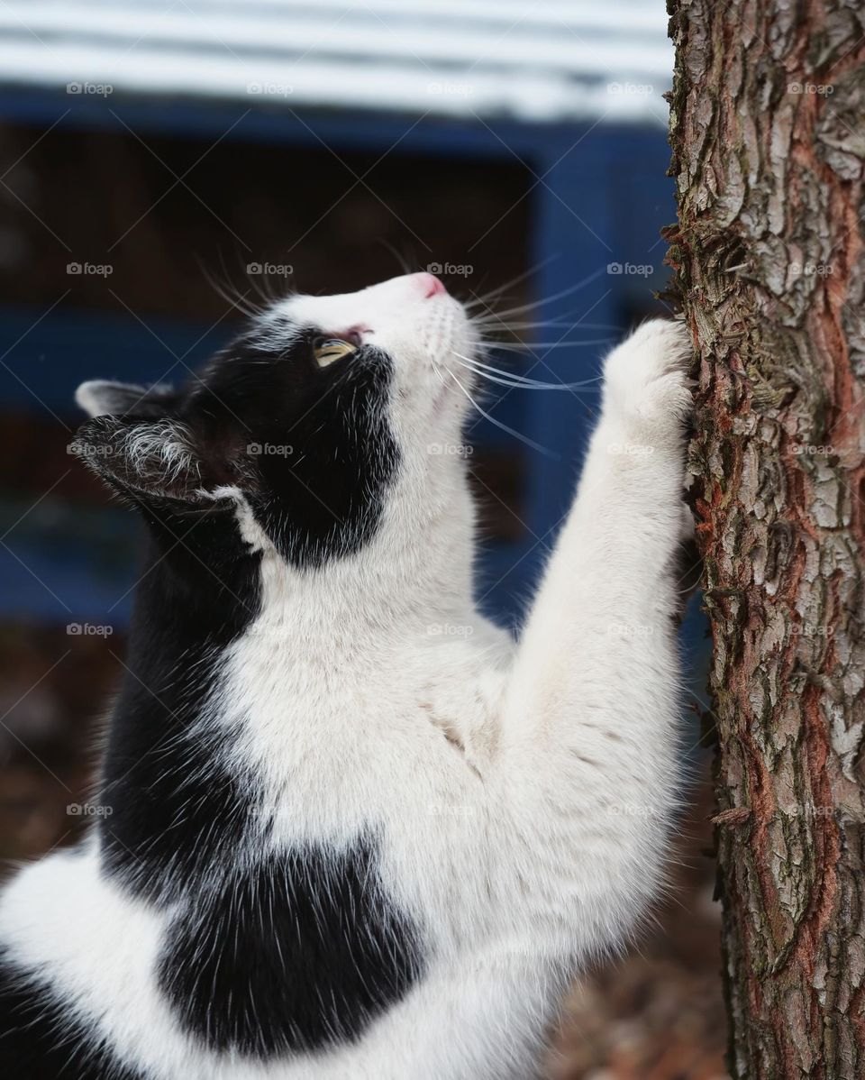 Cat sharpens its claws