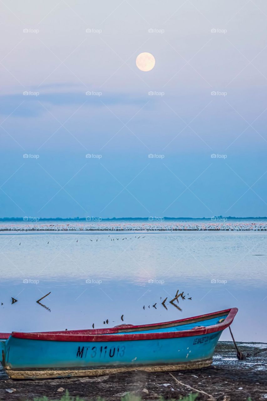 flamengos and an old boat on the coast, Camargue, France