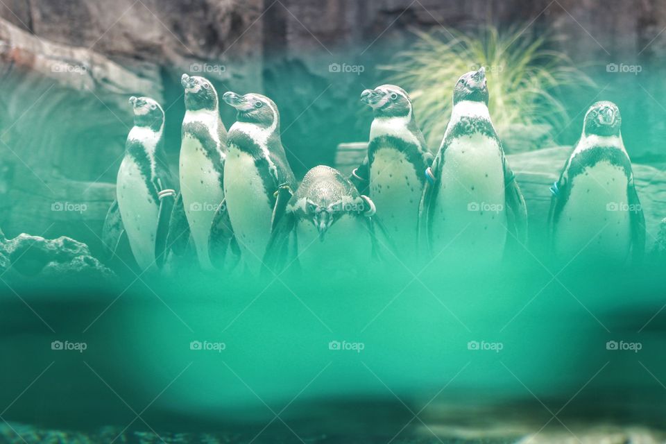 seven pinguins ready to swim