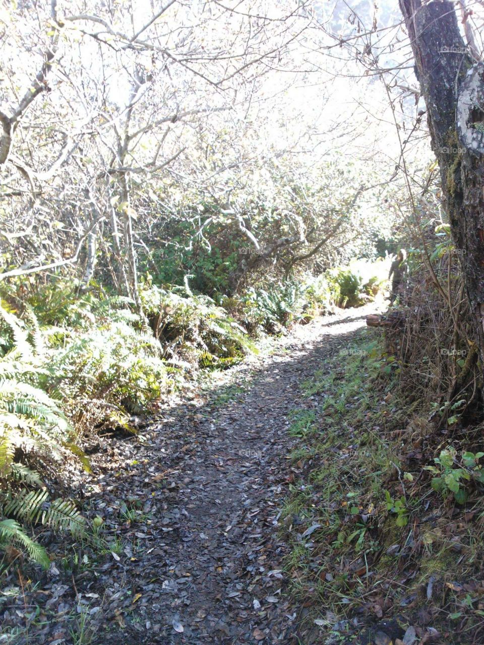 The leaves keep this path moist and muddy, but also beautiful in the fall (Fort Bragg, CA)