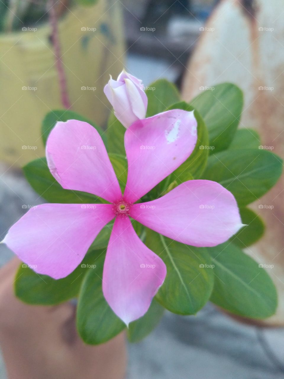 Beautiful Flower, pinkish red, charming, elegant, delightful, bloomed in my garden