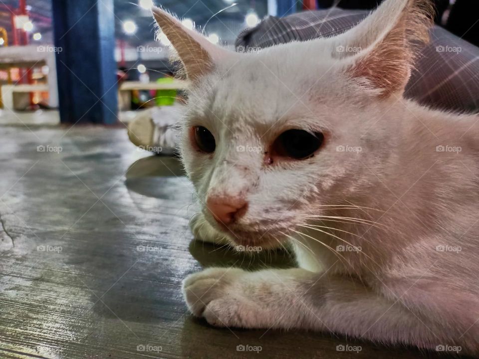 Stray cat keep calm on the alley