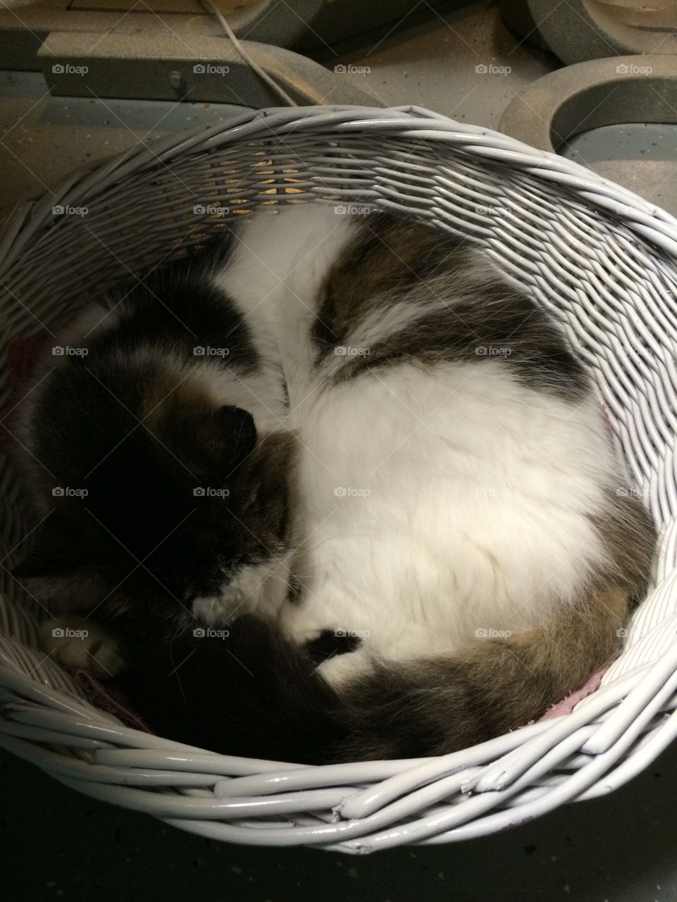 Sleep in the basket
