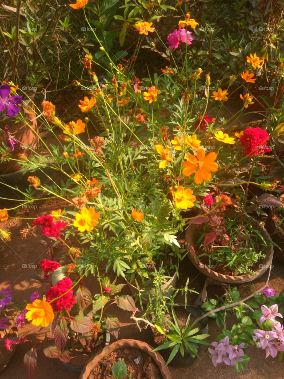 some Flowers in my Home Garden
