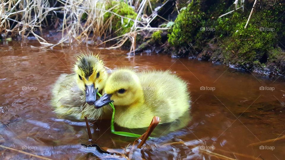 Two small gosling