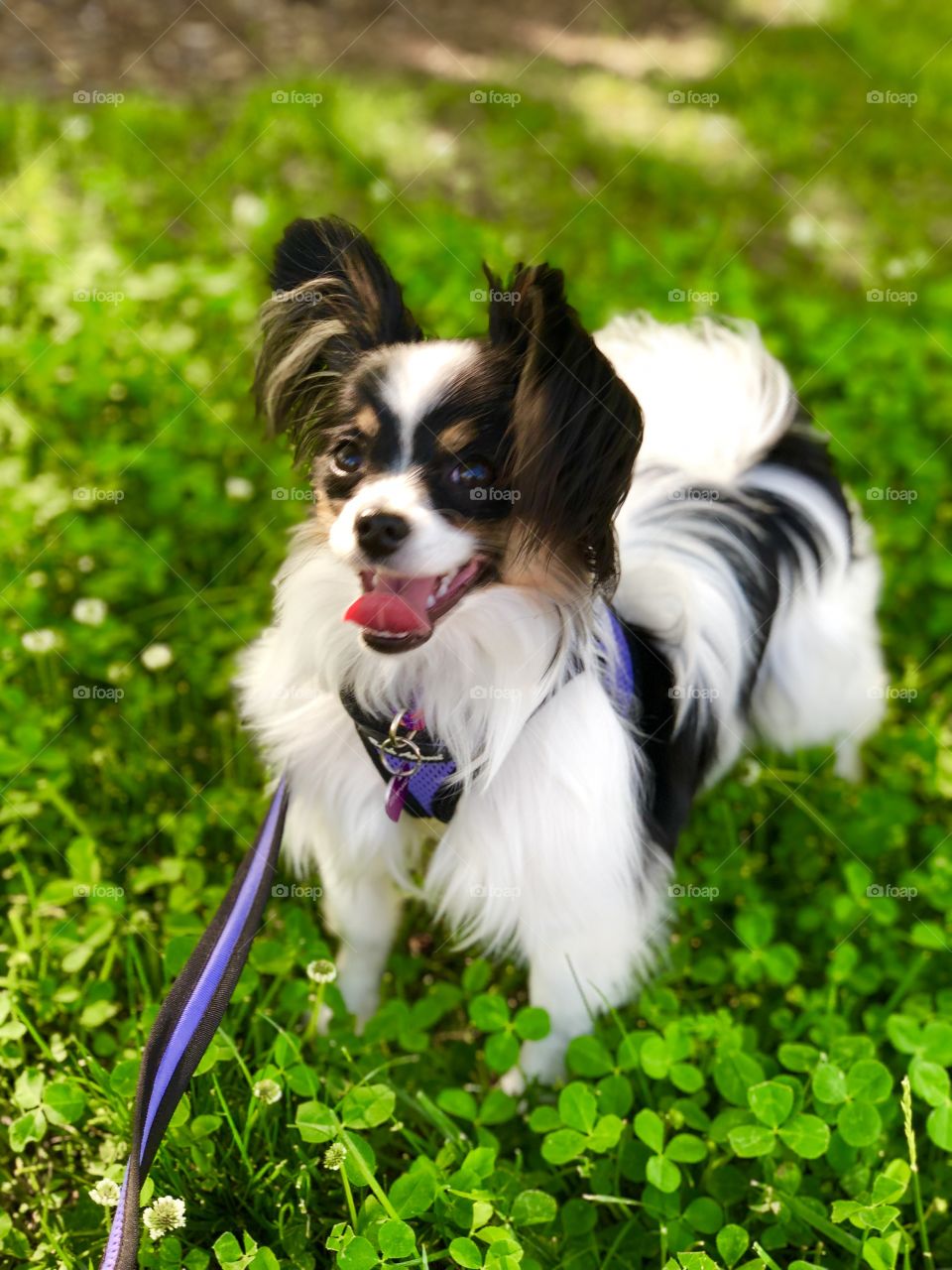 Bella resting in the clover