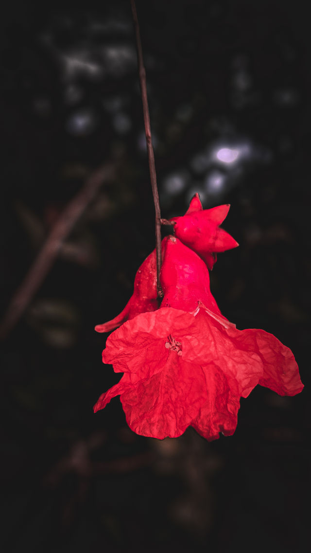 🥀❤️