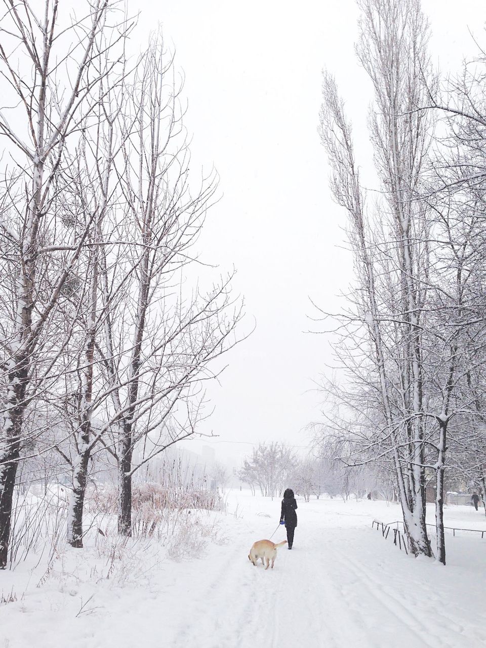 Dog walking in winter 