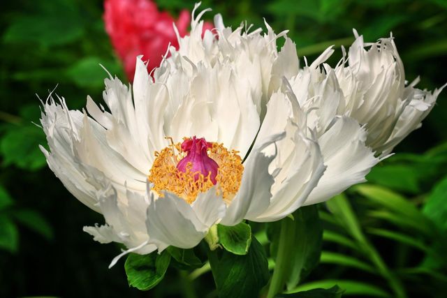 Beautiful flowers in bloom