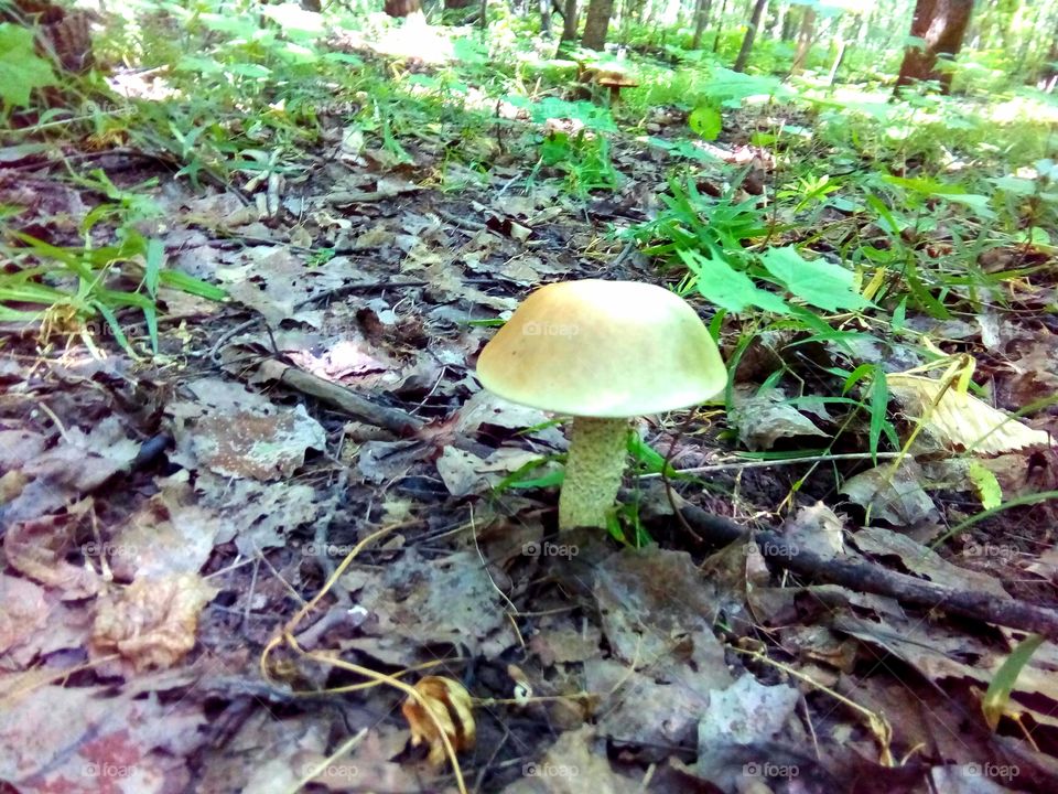 mushrooms in the forest