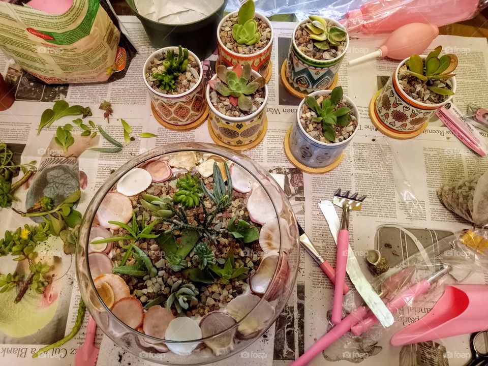 Succulents cutting planting in pattern cylinder ceramic succulent planter pot. And a round glass pot with shells decorations. Using mini garden hand transplanting succulent tools.