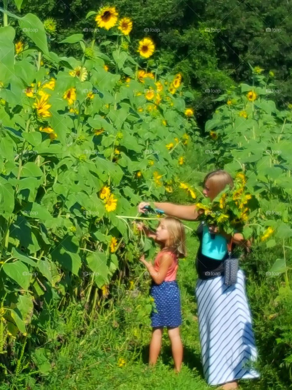 picking a bouquet