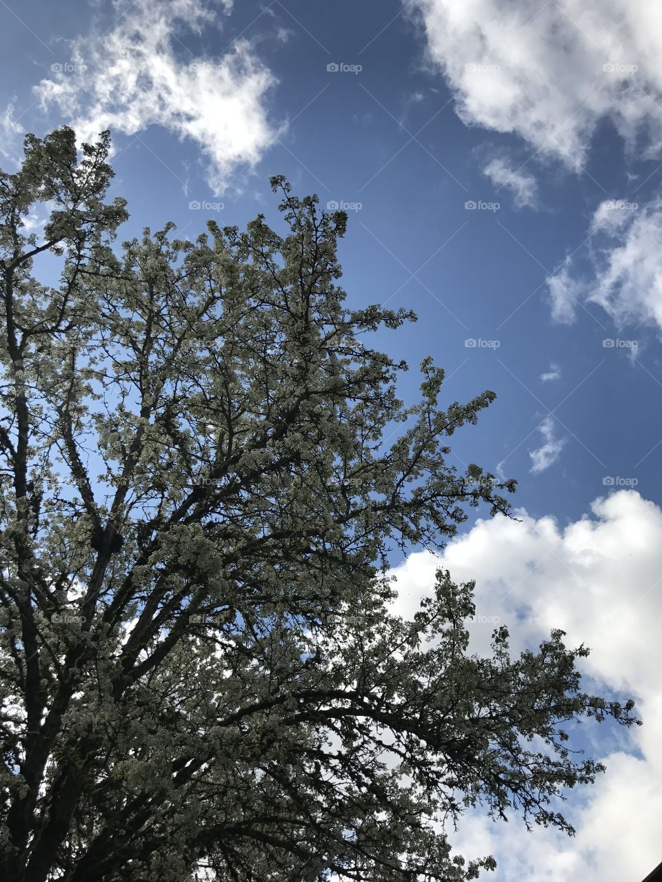 A tree against the clouds