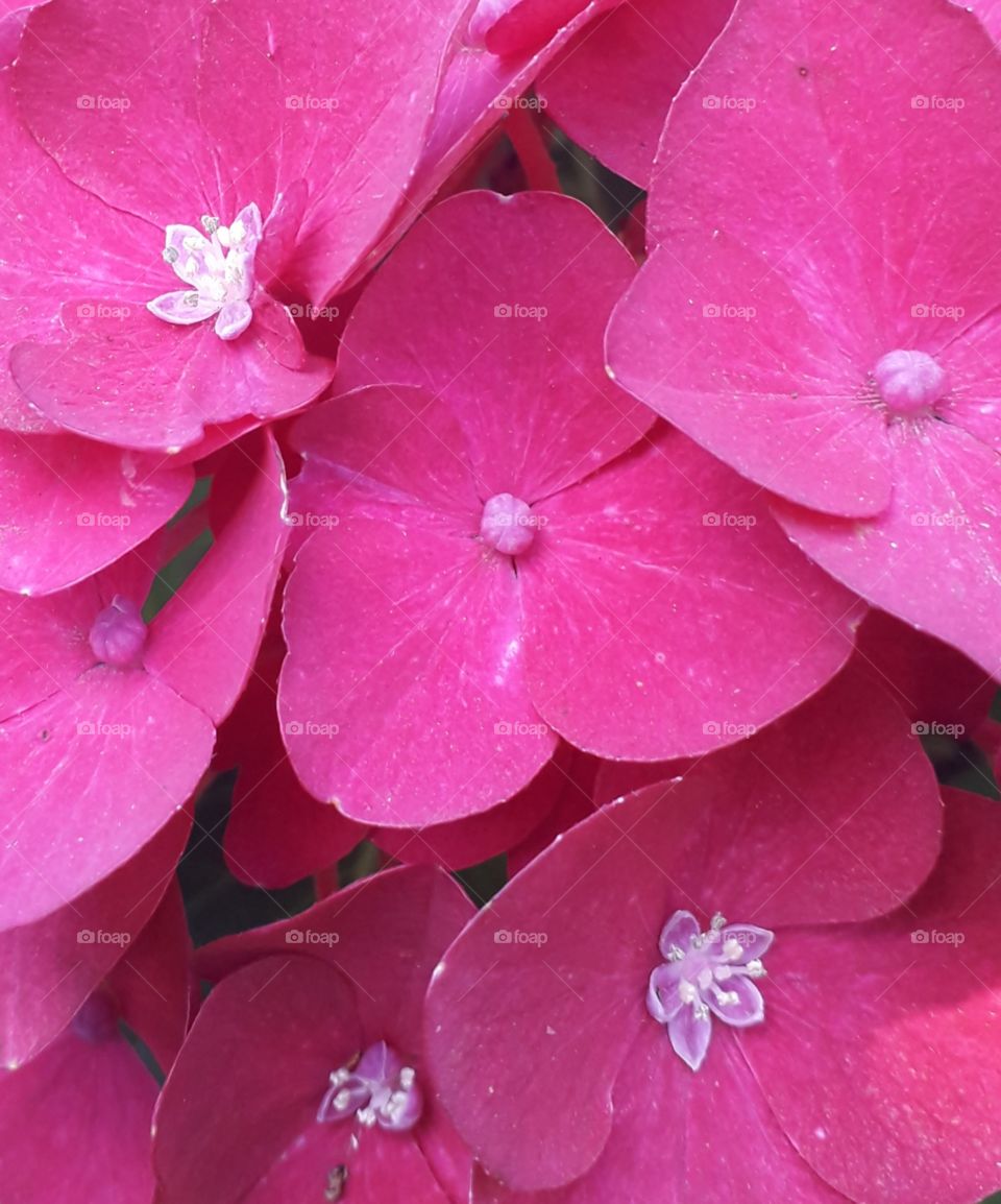 pink hydrangea