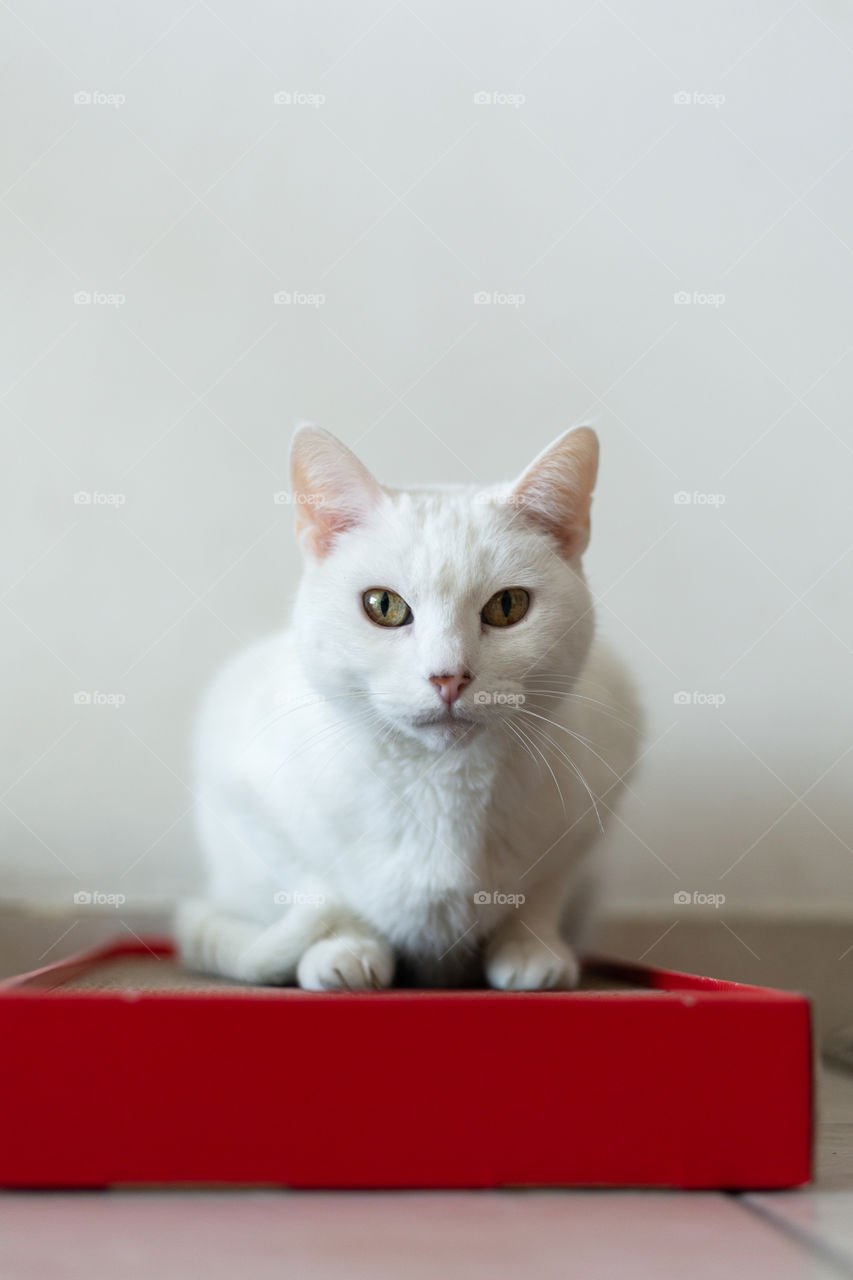 my beautiful Lira,14 years old